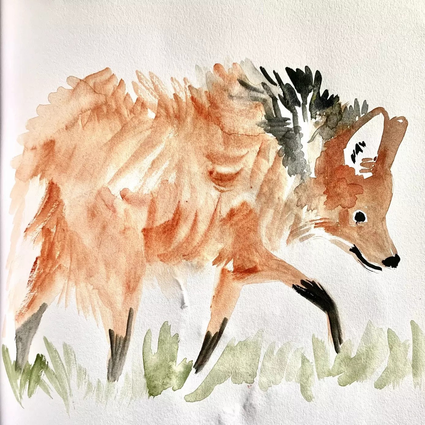 a watercolour sketch of a red maned wolf , The wolf is walking along with his head slightly down, looking to the side, his fur is reddish- brown and his legs are black 